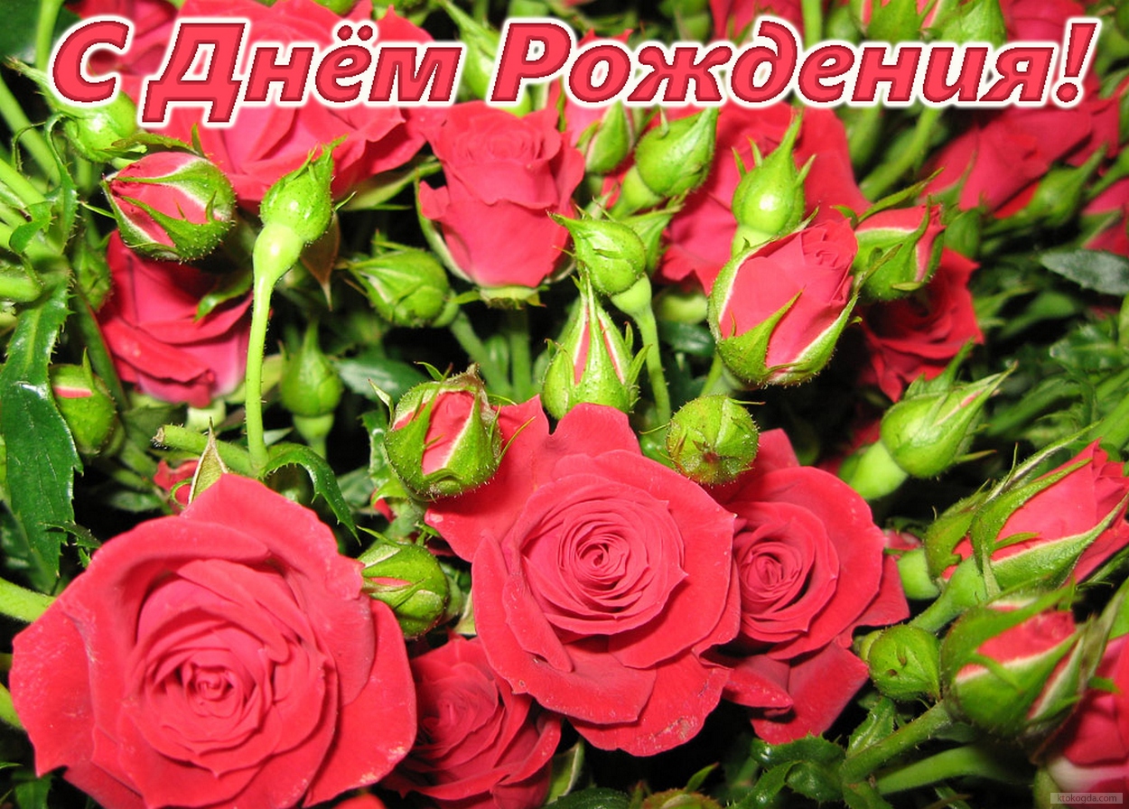 Розы фото красивые с днем рождения поздравления женщине