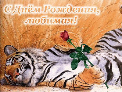 С Днем Рождения, любимая! цветок у тигра