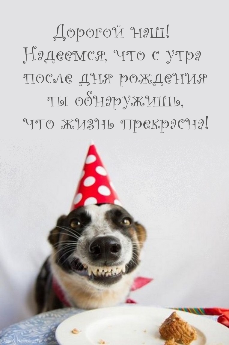 Смешная собака с днем рождения